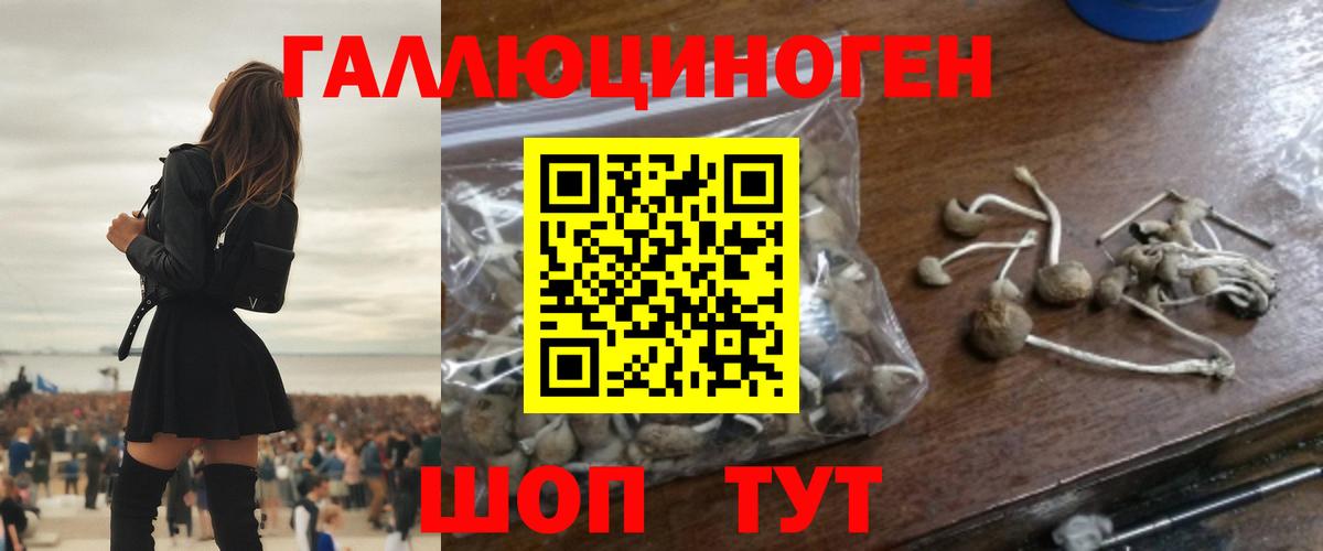 Псилоцибиновые грибы Psilocybe Ефремов